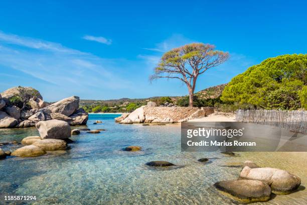 view of famous palombaggia beach with rocks, pine trees and azure sea, near porto-vecchio, corsica island, france, europe. - エメラルドグリーン 風景 ストックフォトと画像