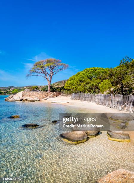 view of famous palombaggia beach with rocks, pine trees and azure sea, near porto-vecchio, corsica island, france, europe. - corsica beach stock pictures, royalty-free photos & images