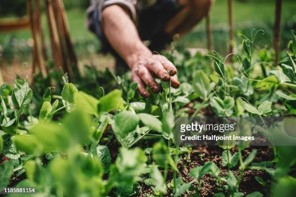 a midsection of man outdoors gardening. copy space. - peas stockfoto's en -beelden