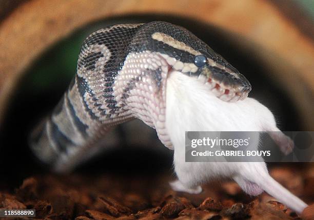 Snake Eating A Mouse Photos and Premium High Res Pictures - Getty Images