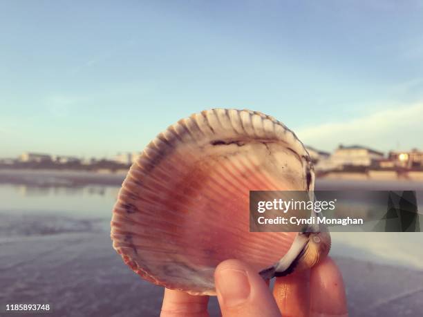 Shell Sign Finger Like Sand Through Your Fingers Photos and Premium High Res Pictures ...