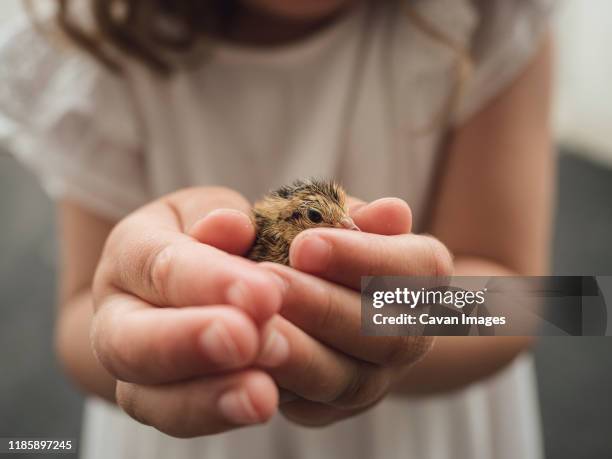 holding a cute baby quail - chicken bird stock pictures, royalty-free photos & images