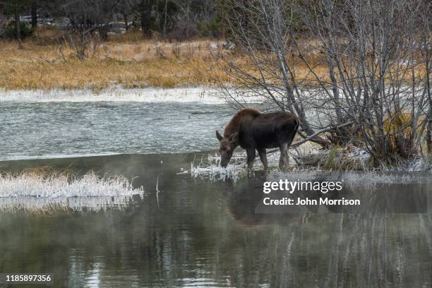 close up of moose grazing in icy water grand teton national park in late autumn - white moose stock pictures, royalty-free photos & images