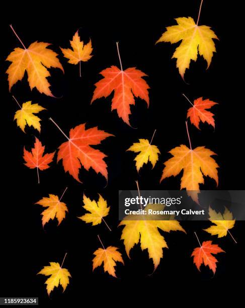 falling autumnal maple leaves on black. - ahornblatt freisteller stock-fotos und bilder