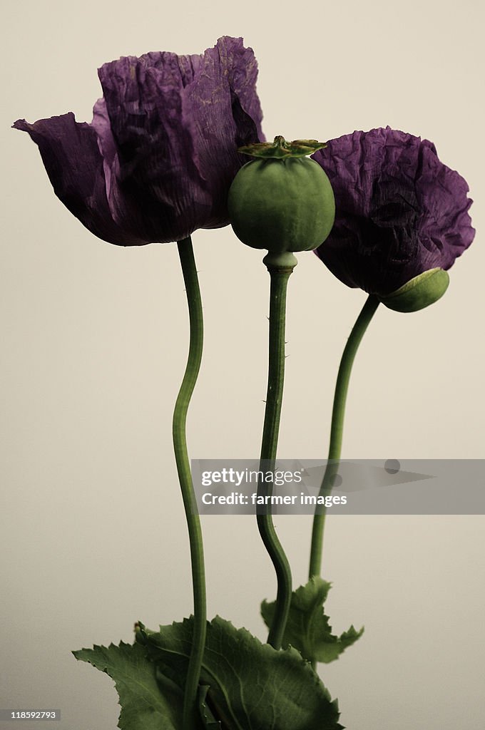 Papaver somniferum