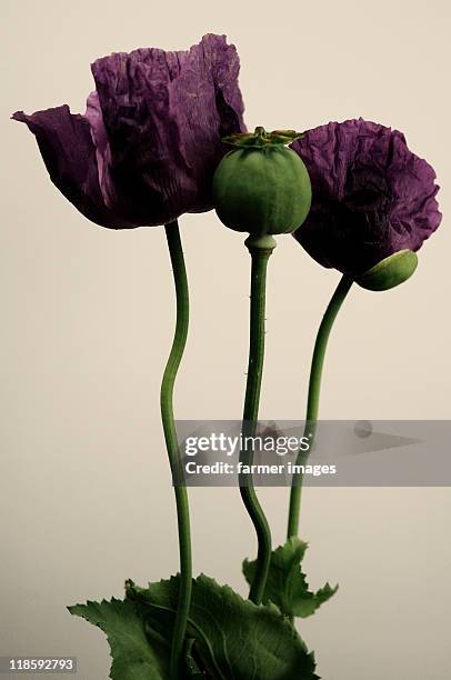 papaver somniferum - papoulas imagens e fotografias de stock