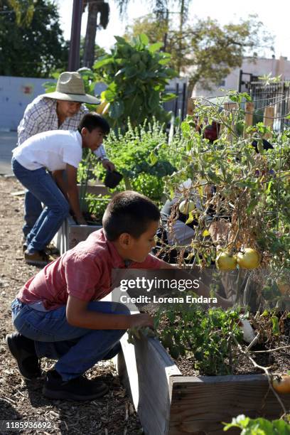 latinx culture and heritage in the garden - community garden family stock pictures, royalty-free photos & images