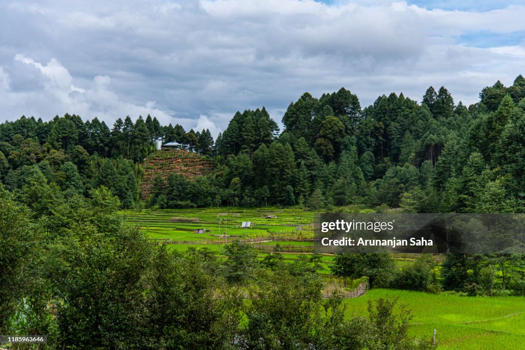 Kiwi Plantation