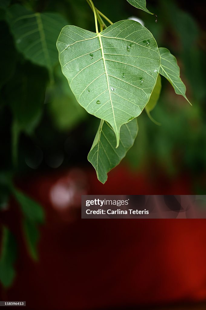 Bodhi leaves on red background