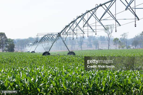 large agricultural irrigation machine spraying the corn crops with water - toowoomba stockfoto's en -beelden