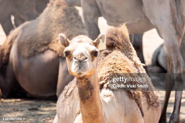 group of camels standing and sitting - camel coloured 個照片及圖片檔