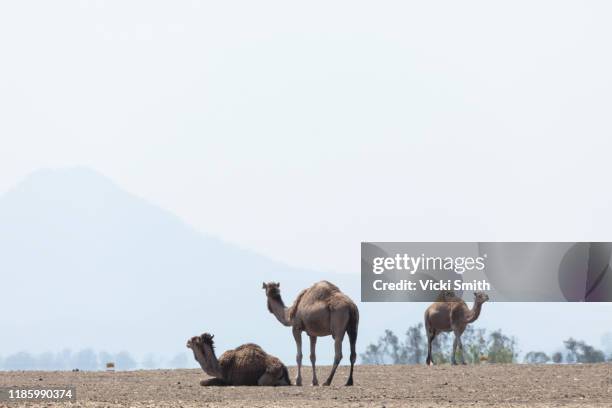 group of camels standing and sitting - camel meat stock pictures, royalty-free photos & images