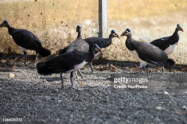 Batui 49 Banggai Regency Stock Photos, High-Res Pictures, and Images - Getty ...