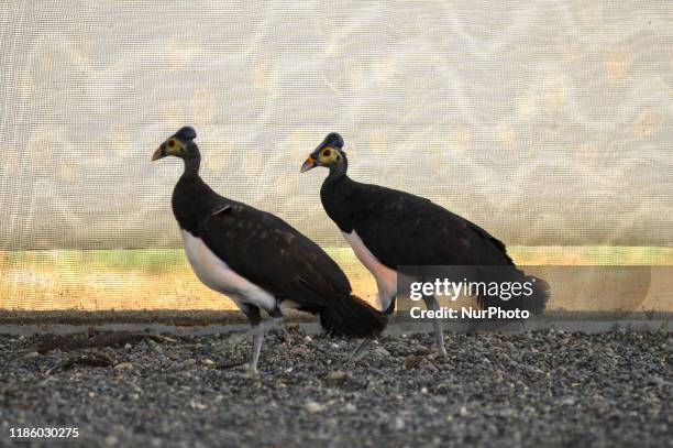 Batui 49 Banggai Regency Stock Photos, High-Res Pictures, and Images - Getty ...
