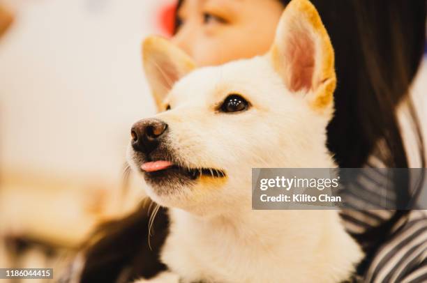 woman holding a shiba inu dog - shiba inu adult stock pictures, royalty-free photos & images