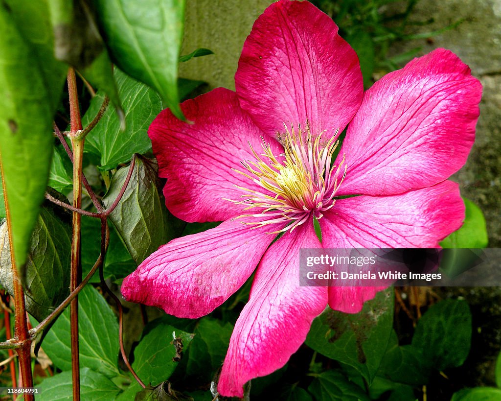 Clematis