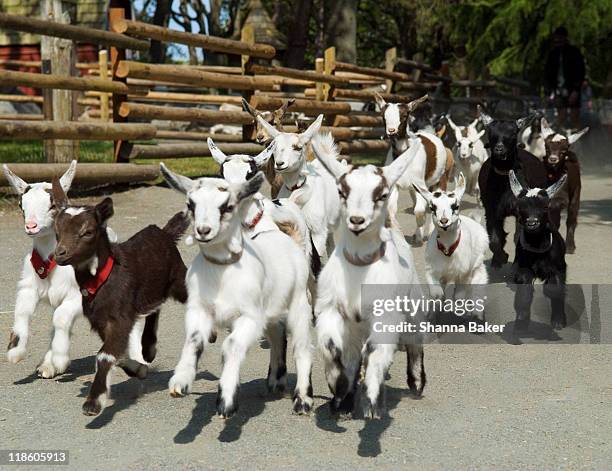 goats on stampede - beacon hill park stock pictures, royalty-free photos & images