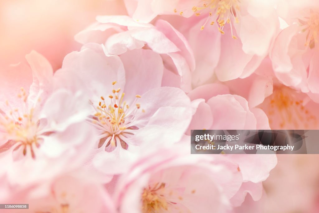 Close-up image of the beautiful spring flowering, soft pink blossom flowers of Malus 'Snowcloud' Crab apple tree