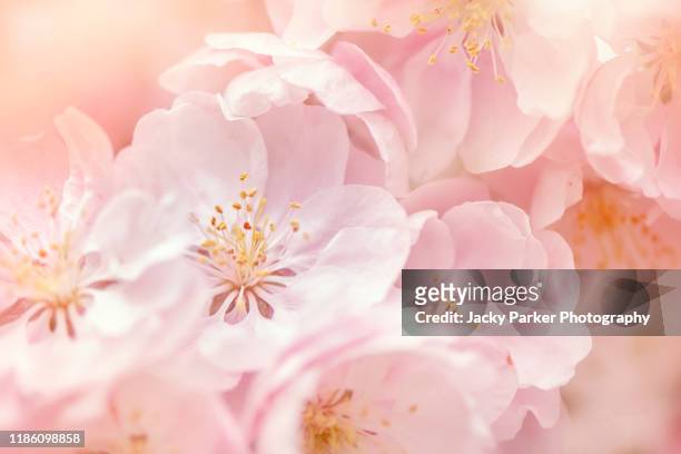 close-up image of the beautiful spring flowering, soft pink blossom flowers of malus 'snowcloud' crab apple tree - femininity stock-fotos und bilder