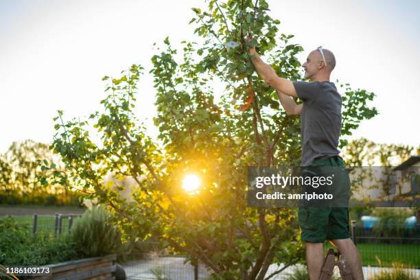 mann auf leiter im garten schneiden aprikosenbaum bei sonnenuntergang - stutzen stock-fotos und bilder
