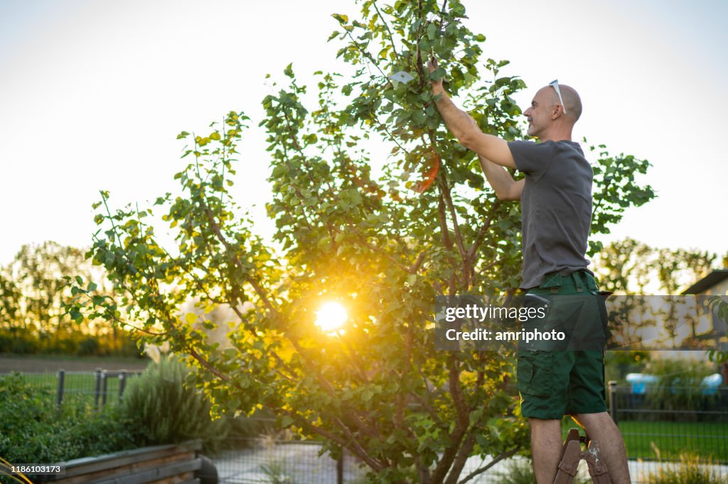 Man on ladder in garden cutting apricot tree at sunset