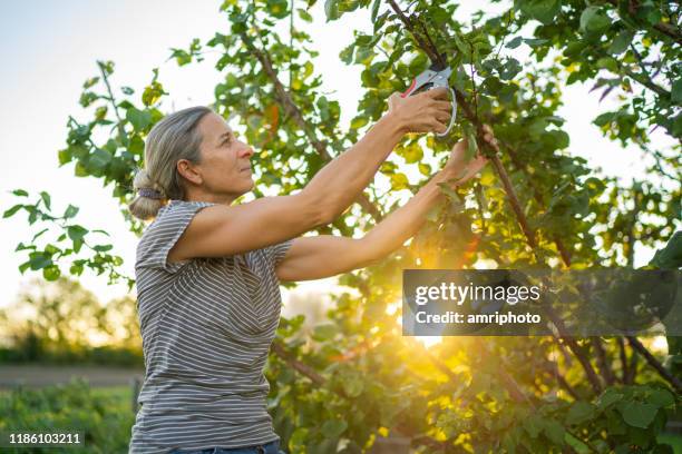 blij vrouw snijden boomtakken in haar tuin bij zonsondergang - september stockfoto's en -beelden