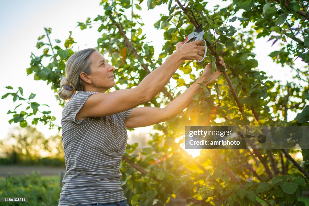 Pleased woman cutting tree branches in her garden at sunset