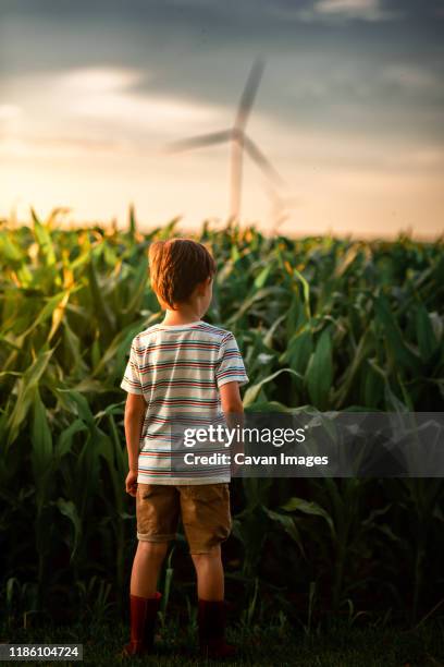 a small boy looking at corn in a field - iowa cornfield stock pictures, royalty-free photos & images