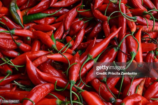 red pepper (pimenta dedo-de-moça) - chilis stockfoto's en -beelden