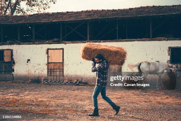 handsome horse-keeper carrying hay bales - modern cowboy stock-fotos und bilder