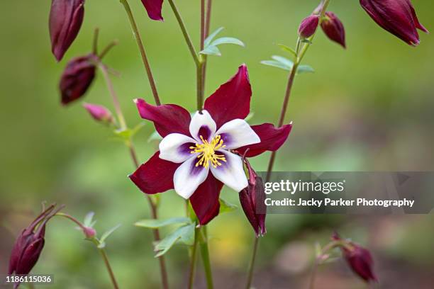 close-up image of the spring flowering aquilegia 'swan burgundy and white' flowers also known as granny's bonnet or columbine - columbine flower stock pictures, royalty-free photos & images