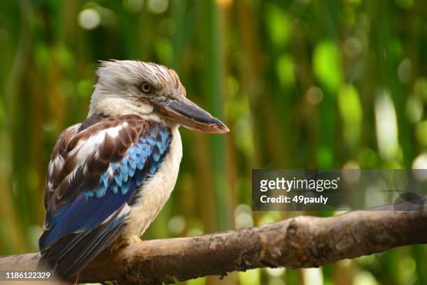 kookaburra - aviary stock pictures, royalty-free photos & images