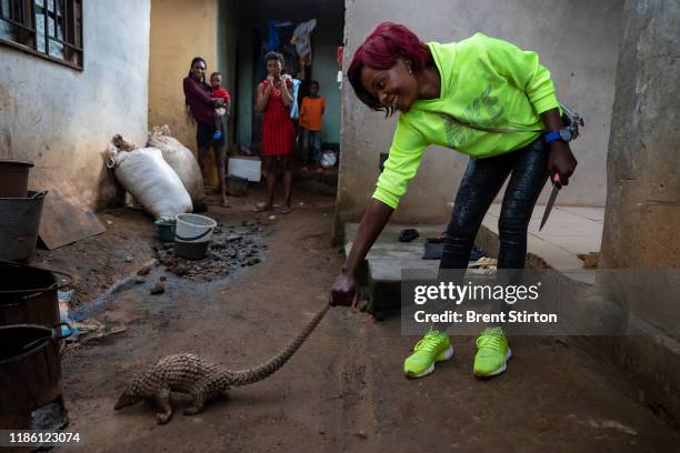 Young woman who works as a street food trader in a small town 60 miles from Yaonde is seen with a juvenile pangolin which she has purchased from a...