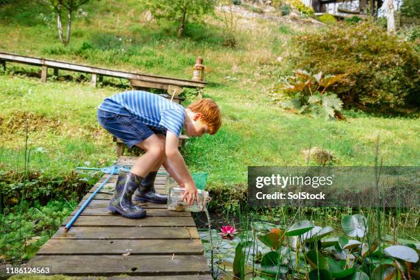 de toad gratis instellen - bukken stockfoto's en -beelden