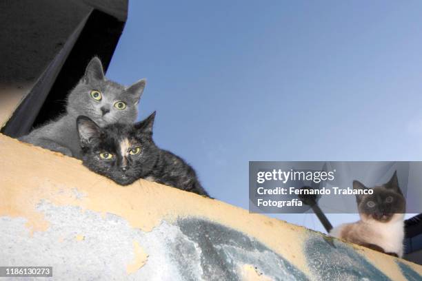 three cats on roof - kleine groep dieren stockfoto's en -beelden