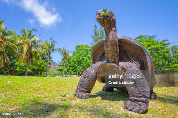 wildlife aldabra riesenschildkröte (aldabrachelys gigantea) auf der schildkröteninsel curious , seychellen insel - seychellen riesenschildkröte stock-fotos und bilder