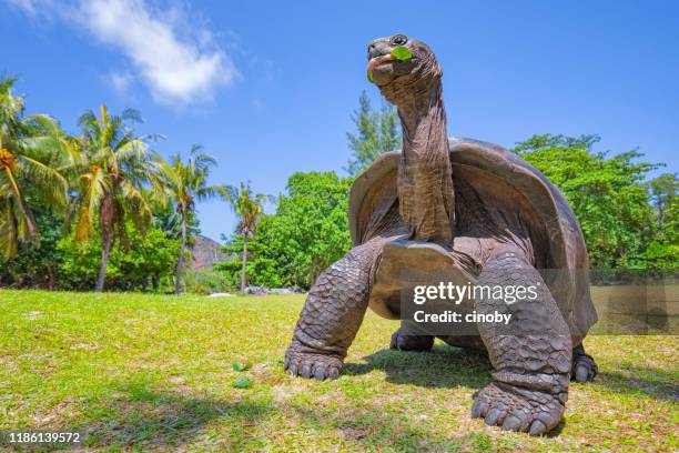 wildlife aldabra giant tortoise ( aldabrachelys gigantea ) on the turtle island curieuse , seychelles island - seychelles giant tortoises photos et images de collection