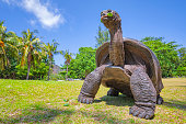 Wildlife Aldabra giant tortoise (Aldabrachelys gigantea) on the turtle island Curious , Seychelles island