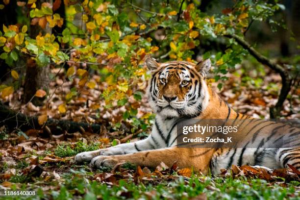 retrato de tigre de otoño - tigre siberiano fotografías e imágenes de stock