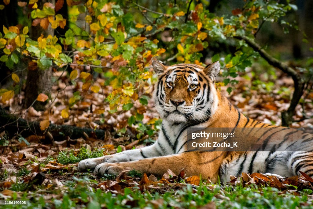 Herfst tijger portret