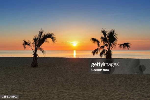 two palm-trees on the beach - pirenéus orientais imagens e fotografias de stock