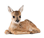 Portrait of Roe Deer Fawn  sitting against white background