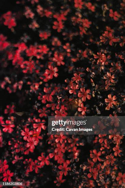 red flowers background - texture vegetal stock pictures, royalty-free photos & images