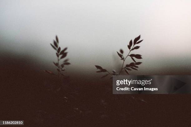 dramatic spring plants close up - texture vegetal stock pictures, royalty-free photos & images