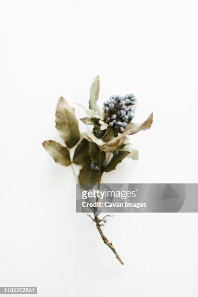 dried flowers  on white background - dry leaf stock pictures, royalty-free photos & images