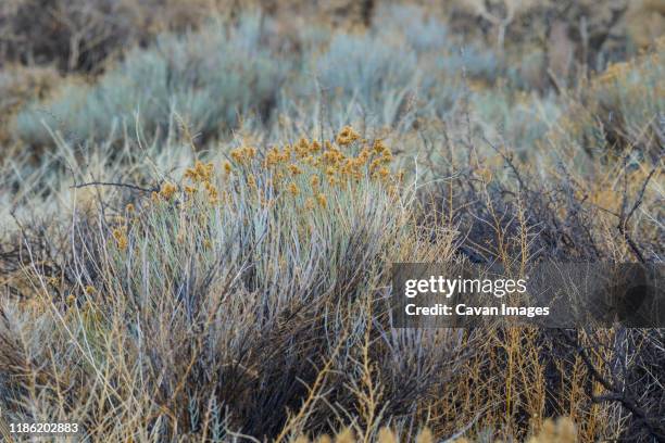 sagebrush closeup in oregon desert - artemisia stock pictures, royalty-free photos & images