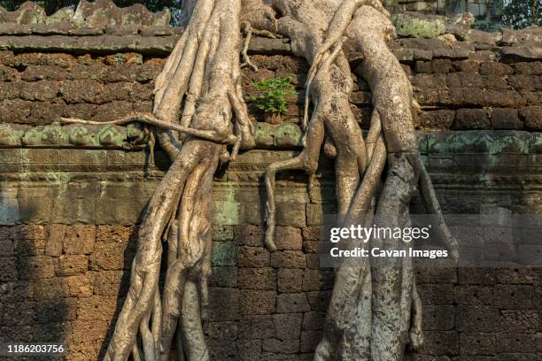 Tree Roots Covering Column 1,749 Angkor Wat Roots Stock Photos, High-Res Pictures, and Images ...