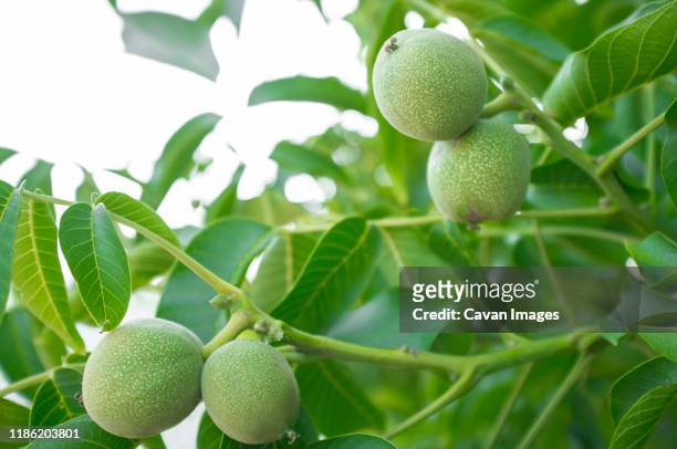 green unripe walnuts growing on a tree - walnut farm stock pictures, royalty-free photos & images