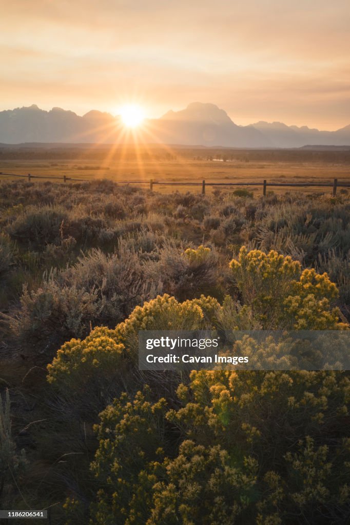Sunset At Gran Teton national Park with flowers in foreground.