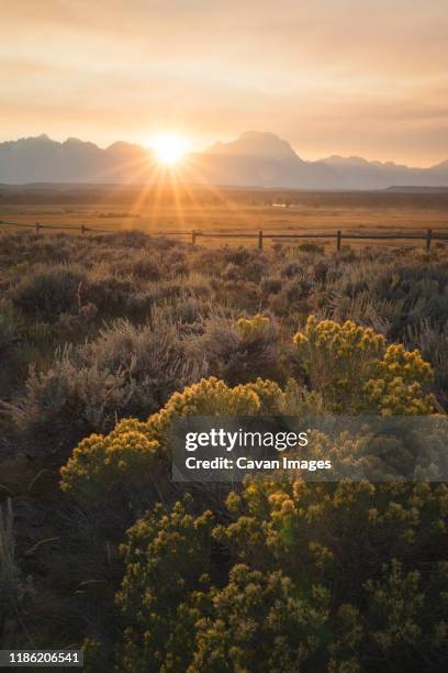 sunset at gran teton national park with flowers in foreground. - prairie stock-fotos und bilder